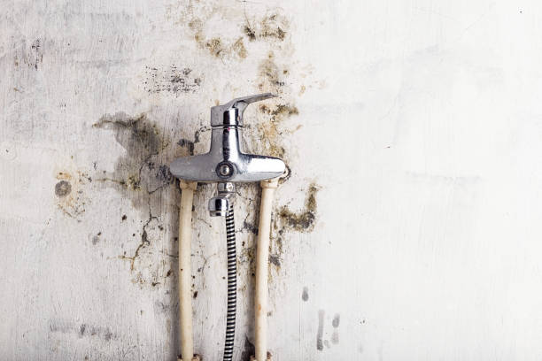 Best Mold Removal Company Near Me  in Dalton, PA