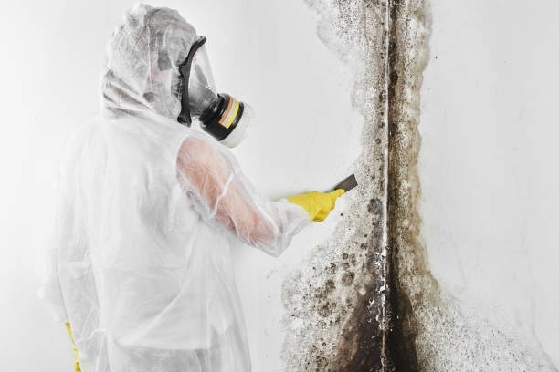 Best Attic Mold Removal  in Dalton, PA