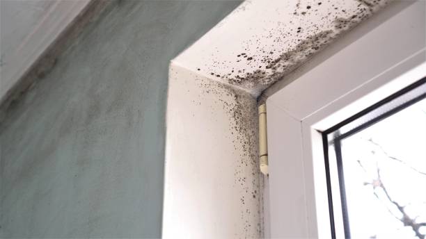 Best Mold Removal Process  in Dalton, PA