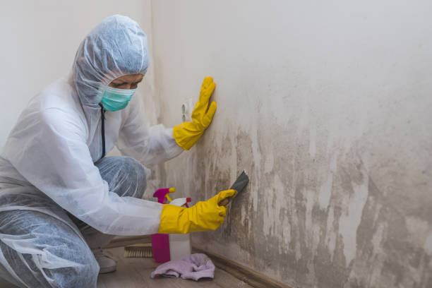 Mold Testing and Removal in Dalton, PA