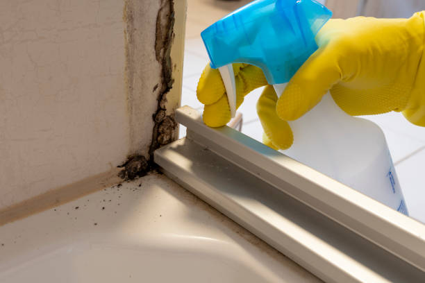 Best Mold Damage Repair  in Dalton, PA