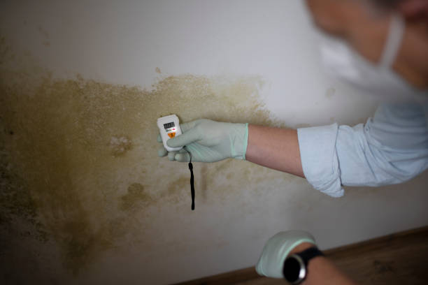 Best Commercial Mold Removal  in Dalton, PA