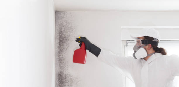 Best Crawl Space Mold Removal  in Dalton, PA