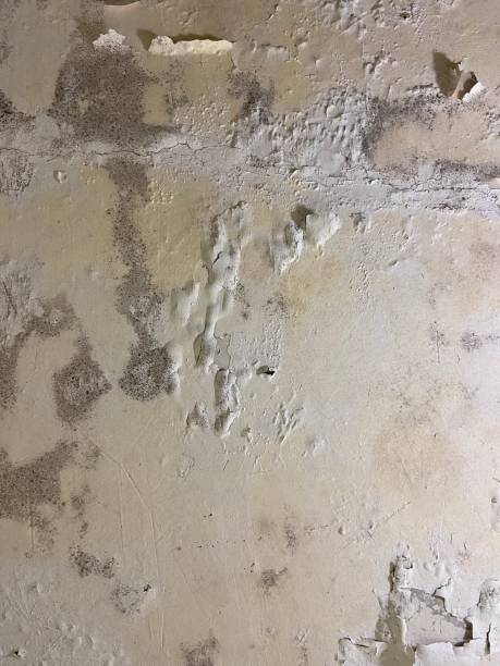 Attic Mold Removal in Dalton, PA