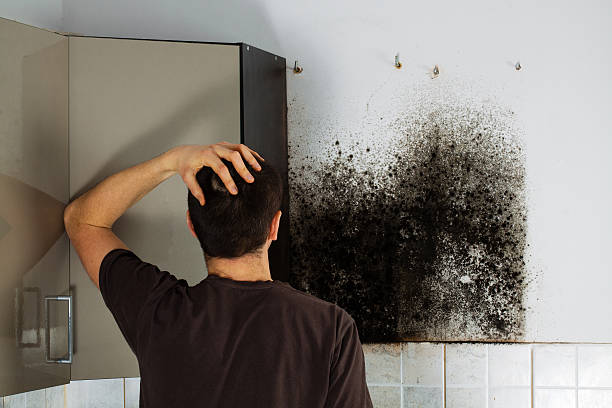 Mold Removal Process in Dalton, PA