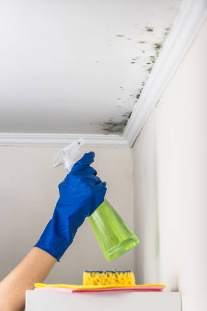 Best Affordable Mold Removal  in Dalton, PA